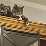 cat, gray_cat, white_paws, wooden_cabinet, glass_vase, decor, indoor, feline, pet, relaxed, paw, furniture, metal_frame, home, animal, resting, looking_down, domestic_cat, shelf, cabinet_top