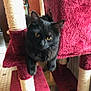 Pounette a rejoint le concours — aidez-le/la à gagner de superbes lots ! animal, architecture, armchair, blackcat, blanket, cat, chair, couch, cushion, furniture, homedecor, indoors, kitten, manx, person, pet, shelf, towel, velvet, wood