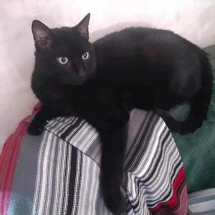 Pounette participe au concours pour gagner de l'argent avec cette photo : alert, animal, black_cat, cat, chair, cozy, cute, domestic, feline, four_legged, furniture, green_couch, household, indoor, pet, relaxed, resting, striped_blanket, tabby_pattern, whiskers