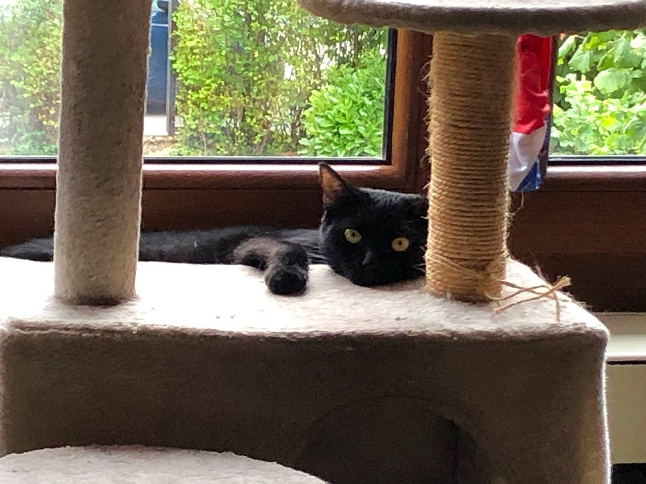 Choupinette a rejoint le concours — aidez-le/la à gagner de superbes lots ! carnivore, cat, cat_supply, comfort, felidae, grey, house, mammal, morning, plant, shade, small_to_medium_sized_cats, table, tail, tints_and_shades, tree, vertebrate, whiskers, window, wood