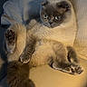 cat, gray_cat, fluffy, folded_ears, blue_eyes, pet, animal, sitting, lounging, relaxed, raised_paw, paw_pads, tail, fur, cushion, chair, indoor, portrait, warm_lighting, cute