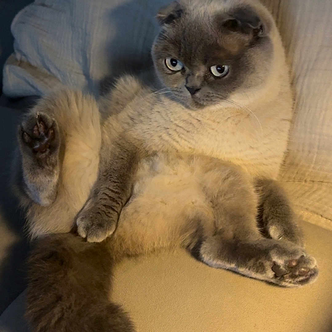 Mimi