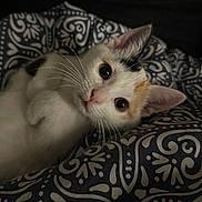 Ulya a rejoint le concours — aidez-le/la à gagner de superbes lots ! animal, blanket, calico, cat, close_up, cute, domestic, ears, eyes, fur, indoor, kitten, lying_down, mammal, pattern, pet, resting, sleepy, whiskers, young