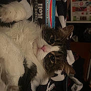 Ducky is registered to the contest to win money with this photo: carnivore, cat, claw, ear, event, fang, fashion_accessory, fawn, felidae, fur, natural_material, paw, picture_frame, publication, small_to_medium_sized_cats, snout, tail, whiskers