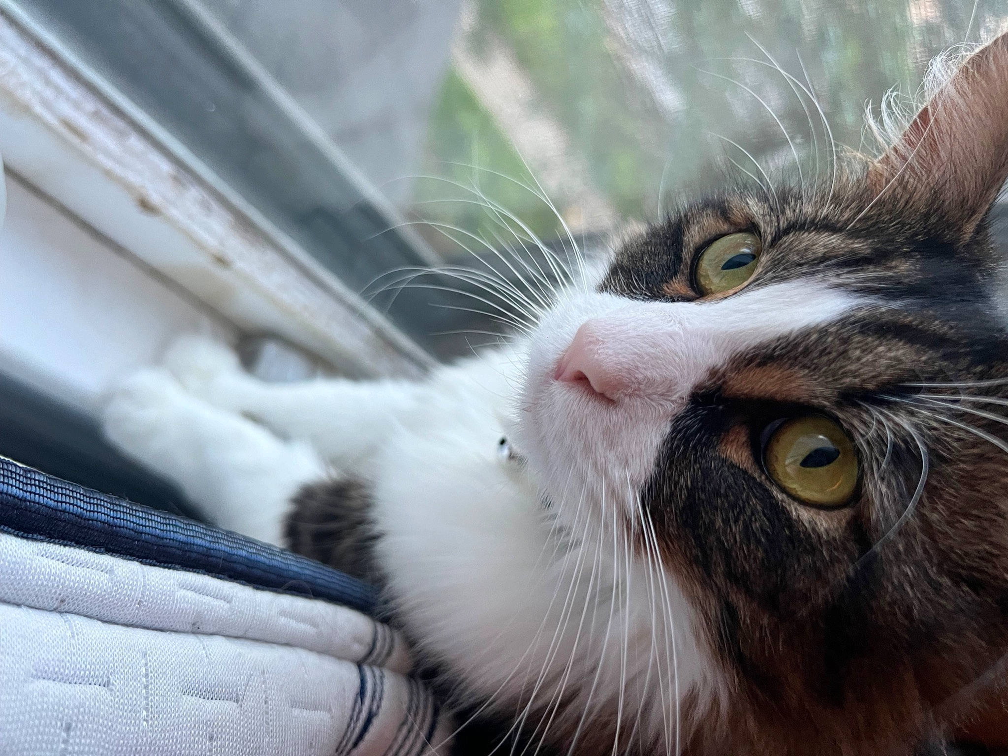 Ducky joined the competition — help win amazing prizes! carnivore, cat, claw, domestic_short_haired_cat, felidae, fur, grass, paw, plant, small_to_medium_sized_cats, snout, tree, whiskers, window, windshield