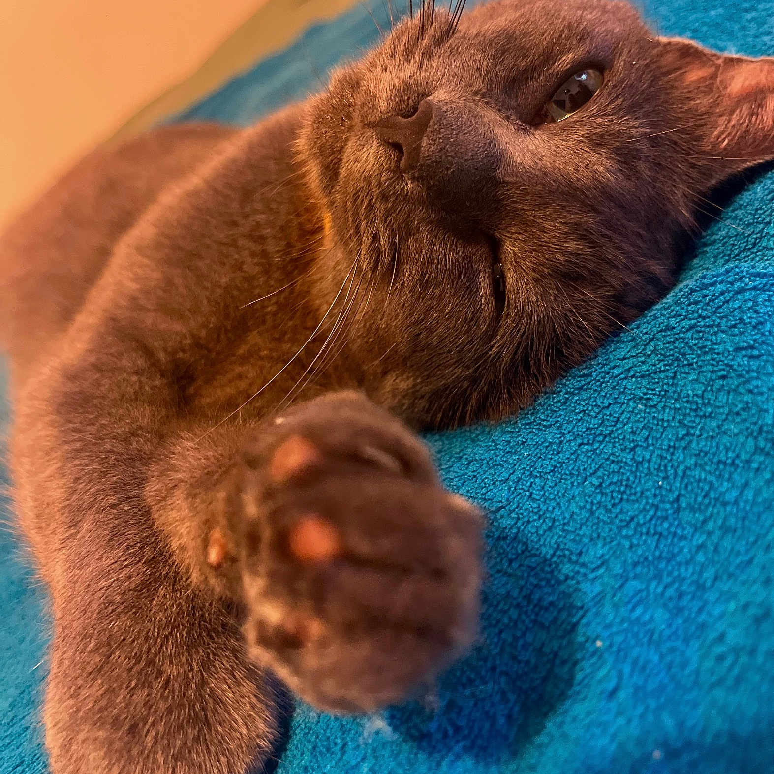 Bella participe au concours pour gagner de l'argent avec cette photo : animal, blue_blanket, cat, close_up, cozy, cute, feline, fur, gray_cat, indoor, mammal, nap, paw, pet, relaxed, resting, sleeping, soft, texture, whiskers