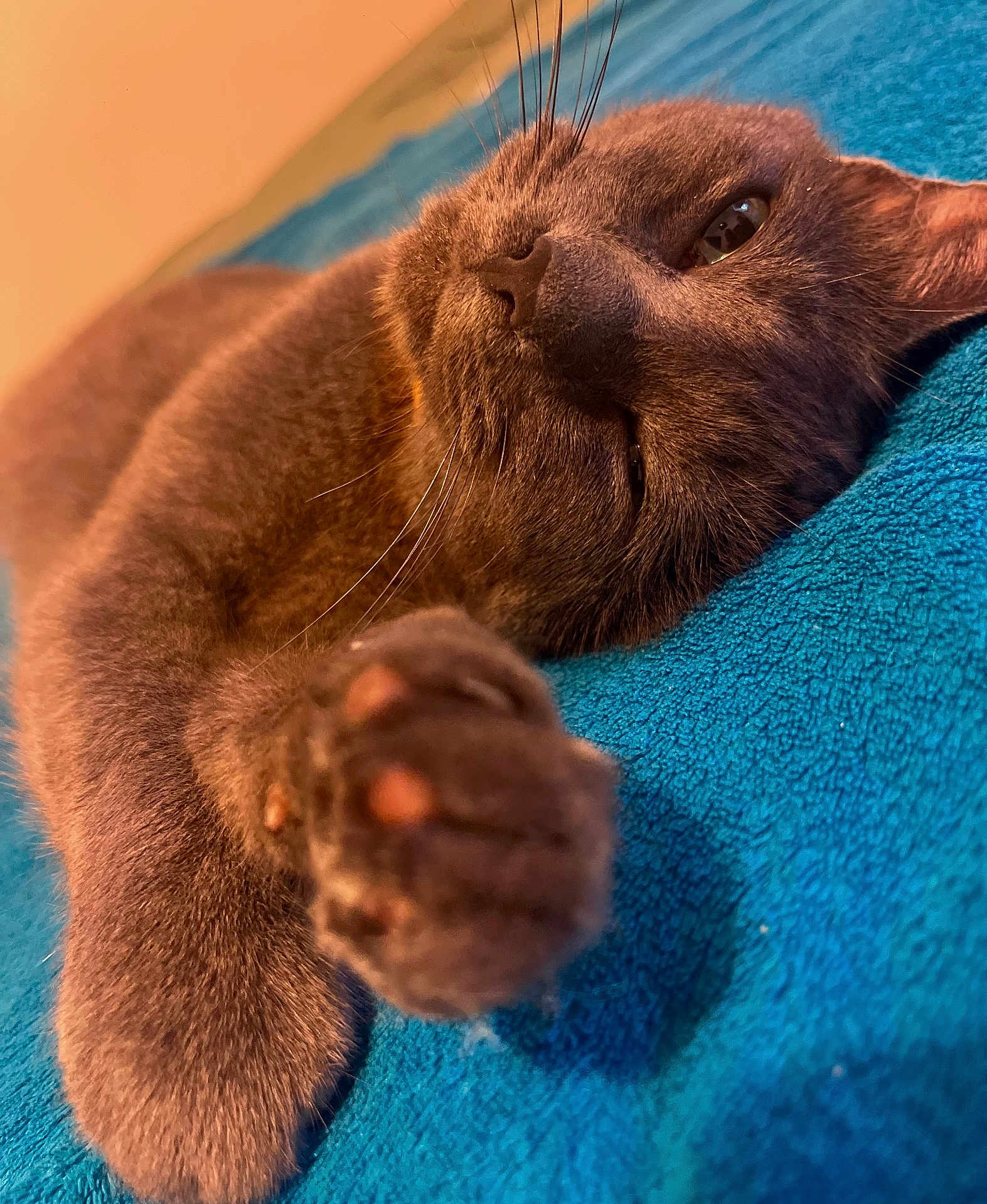 Bella