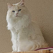 Boonty participe au concours pour gagner de l'argent avec cette photo : cat, fluffy, white_cat, blue_eyes, sitting, stacked_mats, indoor, portrait, feline, pet, animal, calm, majestic, furry, closeup, domestic_cat, resting, texture, neutral_background, still_life