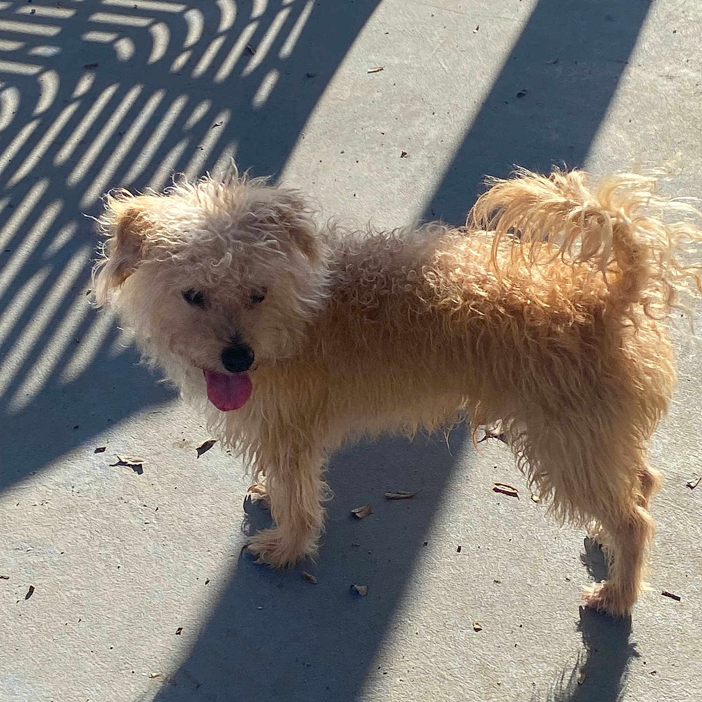 Chimmy Nelson joined the competition — help win amazing prizes! animal, canine, concrete, curly_fur, cute, daylight, dog, domestic_animal, fluffy, happy, mammal, nature, outdoor, pet, playful, shadow, standing, summer, sunlight, tongue_out