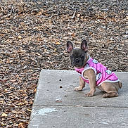 Monet joined the competition — help win amazing prizes! animal, brown_dog, chain_link_fence, concrete, curious, cute, dog, dry_leaves, ears_up, french_bulldog, hello_kitty, outdoor, pet, pink_shirt, puppy, short_hair, sidewalk, sitting, small_dog, young_dog