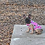 animal, brown_dog, chain_link_fence, concrete, curious, cute, dog, dry_leaves, ears_up, french_bulldog, hello_kitty, outdoor, pet, pink_shirt, puppy, short_hair, sidewalk, sitting, small_dog, young_dog