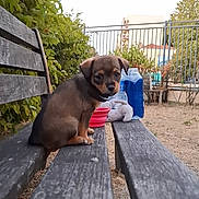 Cookie a rejoint le concours — aidez-le/la à gagner de superbes lots ! puppy, dog, bench, outdoor, park, greenery, wood, fence, toy, bottle, animal, pet, cute, small, young, nature, daylight, sitting, looking_back, curious