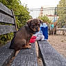 puppy, dog, bench, outdoor, park, greenery, wood, fence, toy, bottle, animal, pet, cute, small, young, nature, daylight, sitting, looking_back, curious