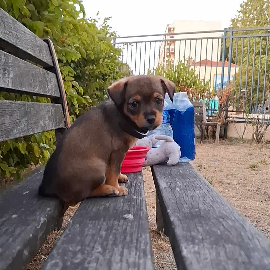 Cookie a rejoint le concours — aidez-le/la à gagner de superbes lots ! puppy, dog, bench, outdoor, park, greenery, wood, fence, toy, bottle, animal, pet, cute, small, young, nature, daylight, sitting, looking_back, curious