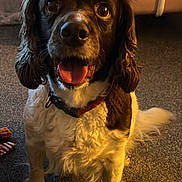 Poppy joined the competition — help win amazing prizes! dog, pet, indoor, carpet, happy, tongue_out, brown, white, fur, collar, canine, sitting, ears, tail, closeup, animal, cute, companion, domestic, friendly