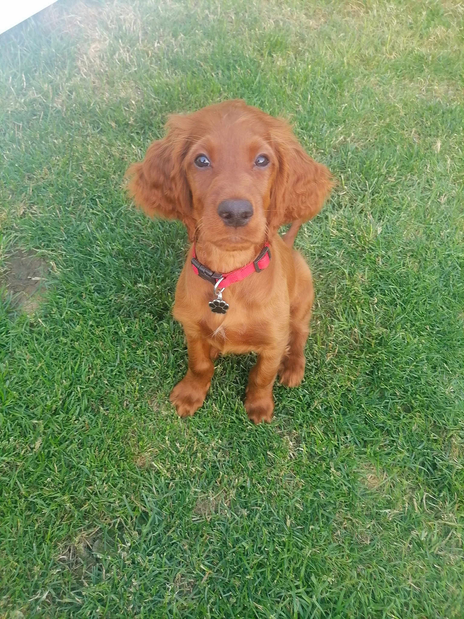 Duke