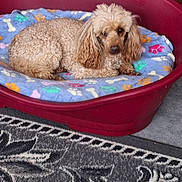 Jazz participe au concours pour gagner de l'argent avec cette photo : animal, beige, blanket, bone_pattern, canine, carpet, comfort, cozy, curly_fur, cute, dog, domestic_animal, furry, home, indoor, laying_down, paw_prints, pet_bed, relaxed, resting