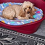 animal, beige, blanket, bone_pattern, canine, carpet, comfort, cozy, curly_fur, cute, dog, domestic_animal, furry, home, indoor, laying_down, paw_prints, pet_bed, relaxed, resting