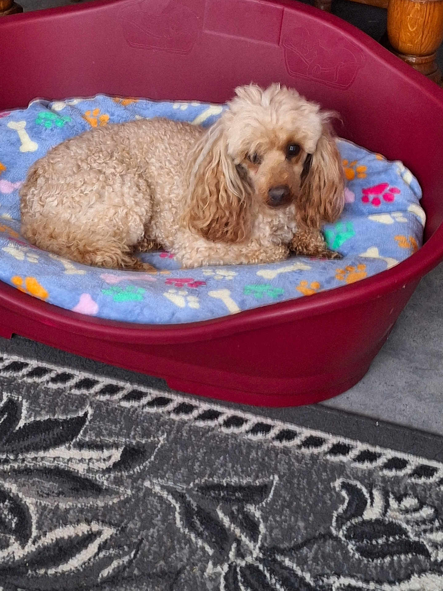 Jazz participe au concours pour gagner de l'argent avec cette photo : animal, beige, blanket, bone_pattern, canine, carpet, comfort, cozy, curly_fur, cute, dog, domestic_animal, furry, home, indoor, laying_down, paw_prints, pet_bed, relaxed, resting