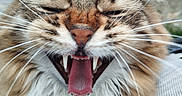 Mya participe au concours pour gagner de l'argent avec cette photo : animal, cat, close_up, cute, ears, fabric, face, feline, fluffy, fur, mouth_open, nose, outdoor, pet, tabby, teeth, texture, tongue, whiskers, yawning
