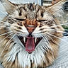 cat, tabby, close_up, yawning, teeth, tongue, feline, fur, whiskers, pet, animal, outdoor, fabric, texture, mouth_open, cute, fluffy, face, nose, ears