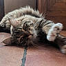 Mya participe au concours pour gagner de l'argent avec cette photo : cat, tabby, fluffy, stretching, paw, floor, tile, indoor, relaxed, pet, animal, fur, whiskers, wooden_door, window, curious, close_up, domestic_cat, laying, home