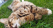 Mya a rejoint le concours — aidez-le/la à gagner de superbes lots ! cat, tabby_cat, grass, outdoor, sleeping, relaxed, fluffy, nature, pet, animal, whiskers, paw, nose, fur, closeup, summer, sunlight, greenery, peaceful, resting