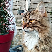 Mya participe au concours pour gagner de l'argent avec cette photo : cat, fluffy, amber_eyes, plant, flower_pot, red_pot, outdoor, wooden_fence, greenery, pet, fur, whiskers, close_up, side_profile, nature, garden, potted_plant, domestic_animal, curious, relaxed