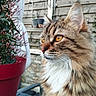 cat, fluffy, amber_eyes, plant, flower_pot, red_pot, outdoor, wooden_fence, greenery, pet, fur, whiskers, close_up, side_profile, nature, garden, potted_plant, domestic_animal, curious, relaxed