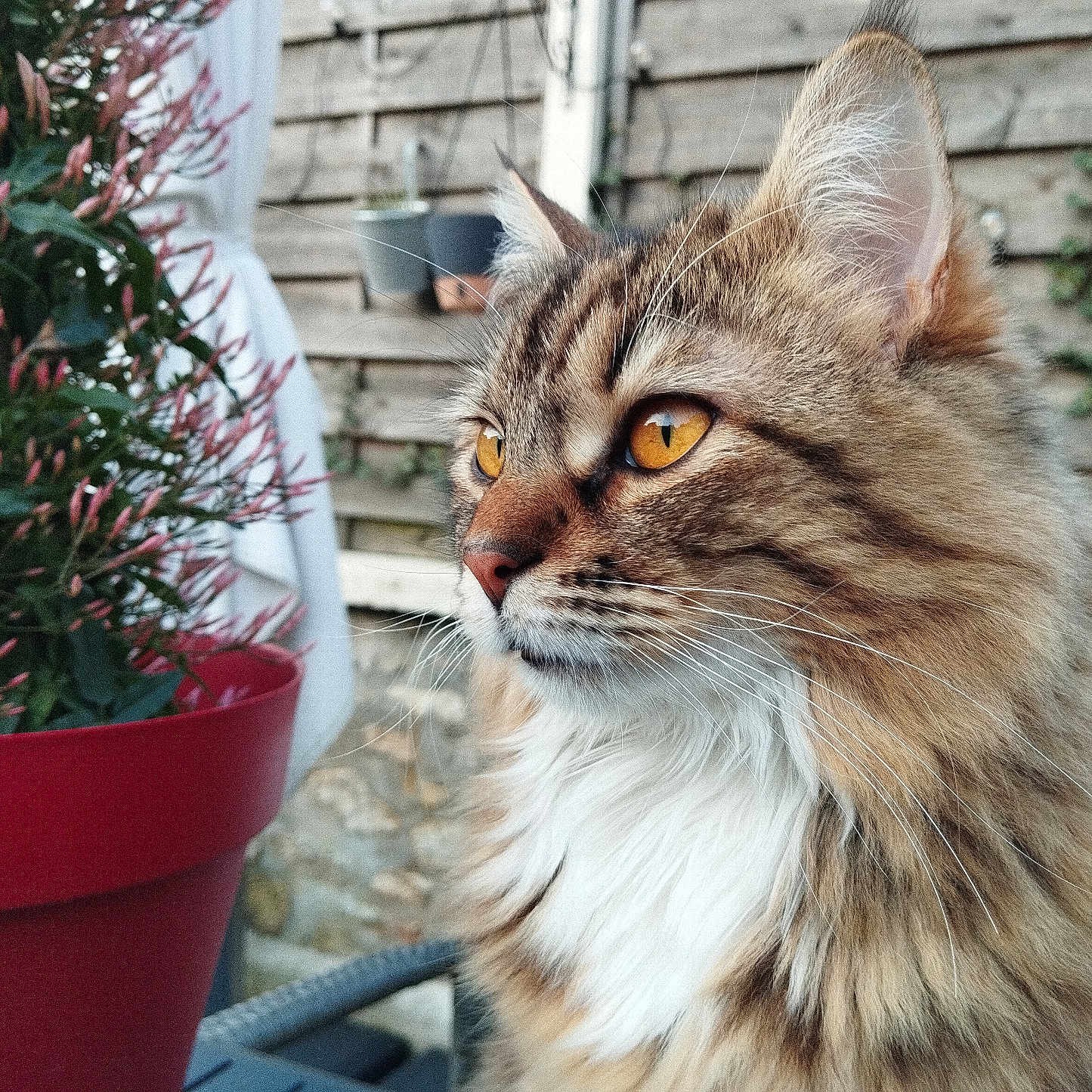 Mya