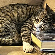 Kobe joined the competition — help win amazing prizes! books, cat, closeup, comfort, couch, cozy, domestic_animal, feline, fur, indoors, nap, paw, pet, relaxed, resting, sleeping, stack, striped, tabby, whiskers