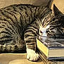 books, cat, closeup, comfort, couch, cozy, domestic_animal, feline, fur, indoors, nap, paw, pet, relaxed, resting, sleeping, stack, striped, tabby, whiskers