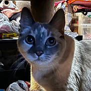 Athena is registered to the contest to win money with this photo: animal, bags, cat, closeup, clutter, curiosity, curious, dim_light, domestic, ears, face, feline, furniture, household_items, indoor, looking, mammal, pet, storage, whiskers