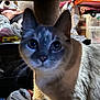 animal, bags, cat, closeup, clutter, curiosity, curious, dim_light, domestic, ears, face, feline, furniture, household_items, indoor, looking, mammal, pet, storage, whiskers