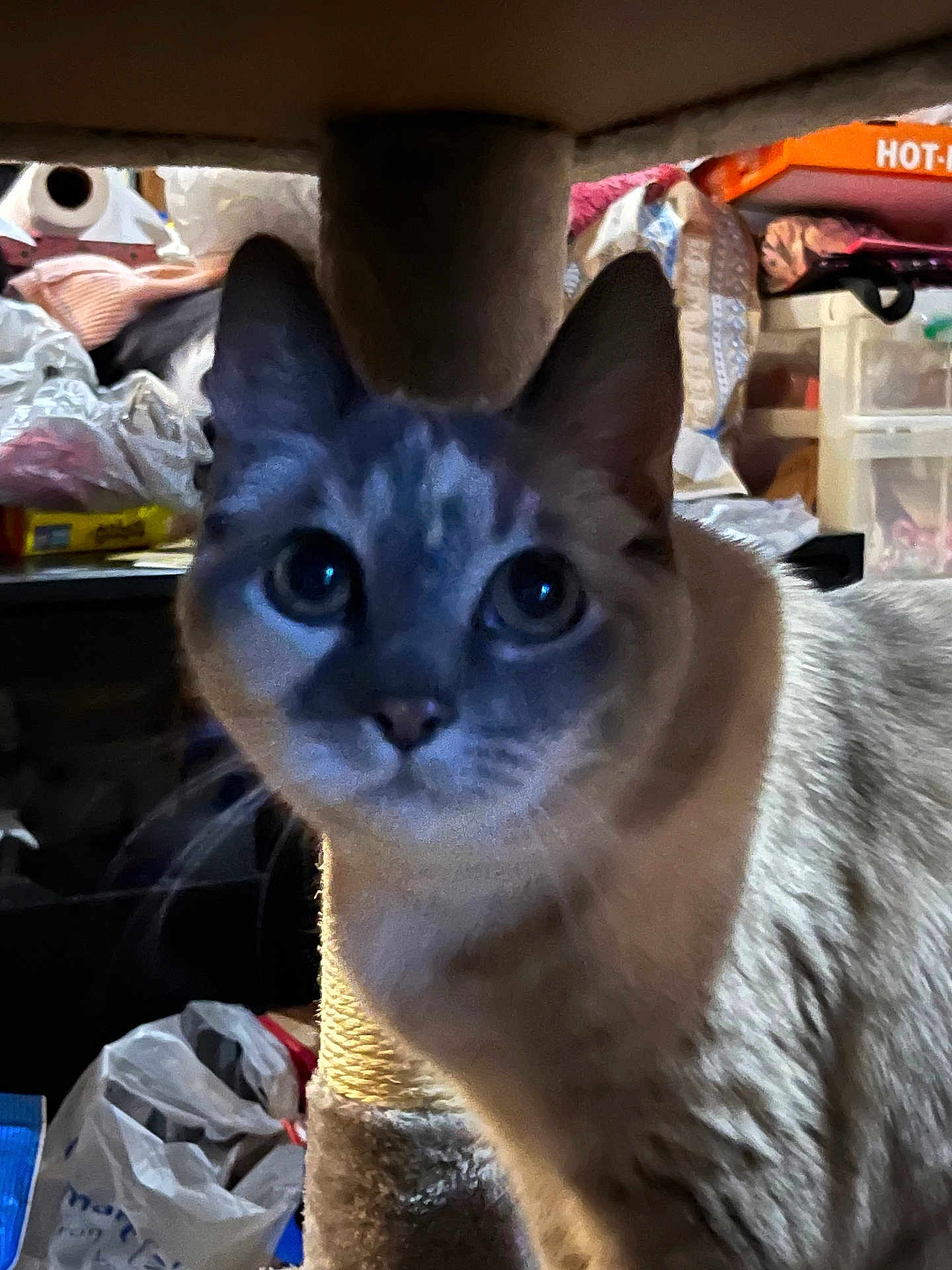 Athena