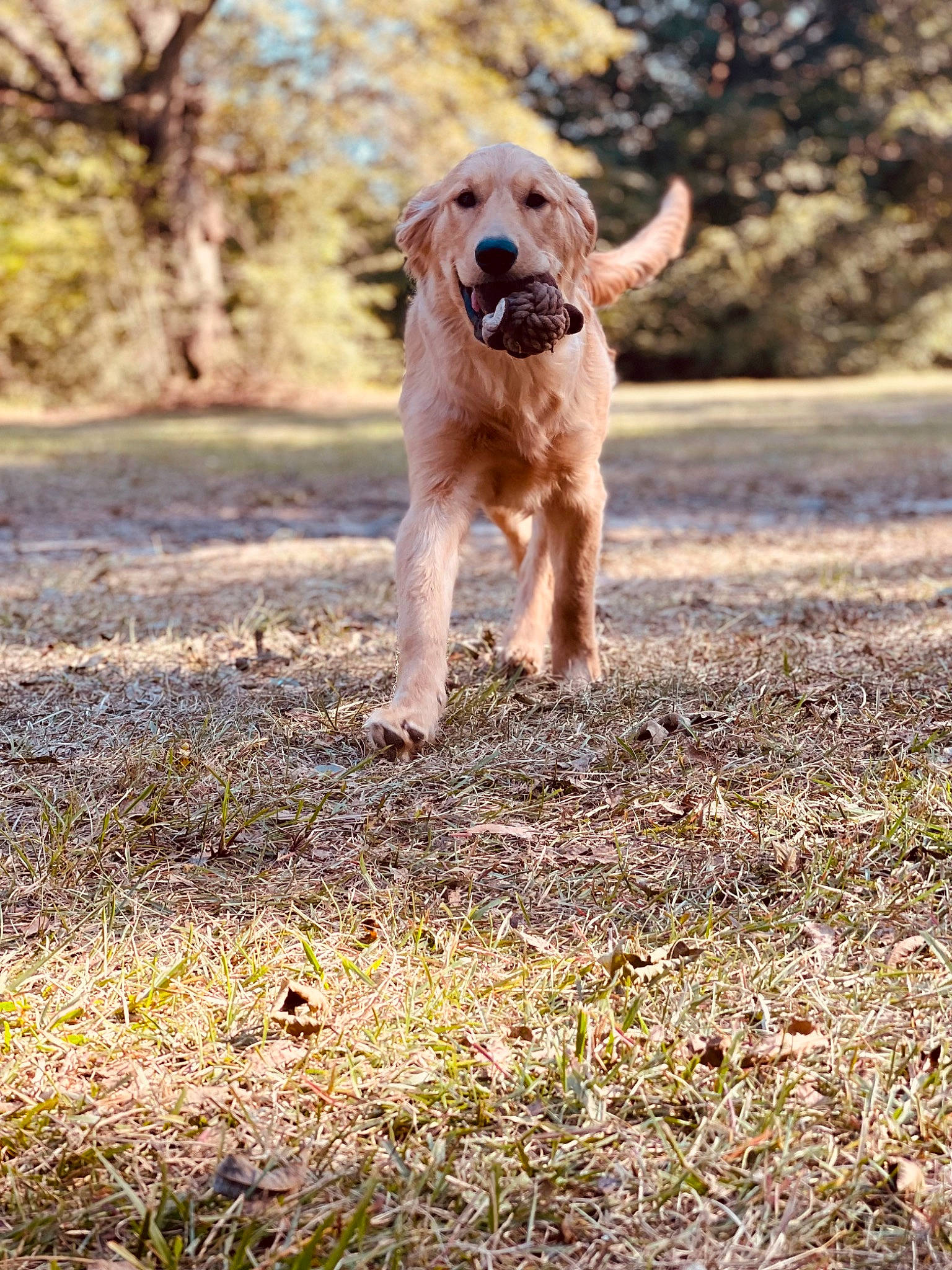 Oakley is registered to the contest to win money with this photo: autumn, canidae, carnivore, companion_dog, dog, dog_breed, fawn, grass, landscape, plant, retriever, snout, soil, sporting_group, tail, terrestrial_animal, terrier, tree, wildlife, working_animal