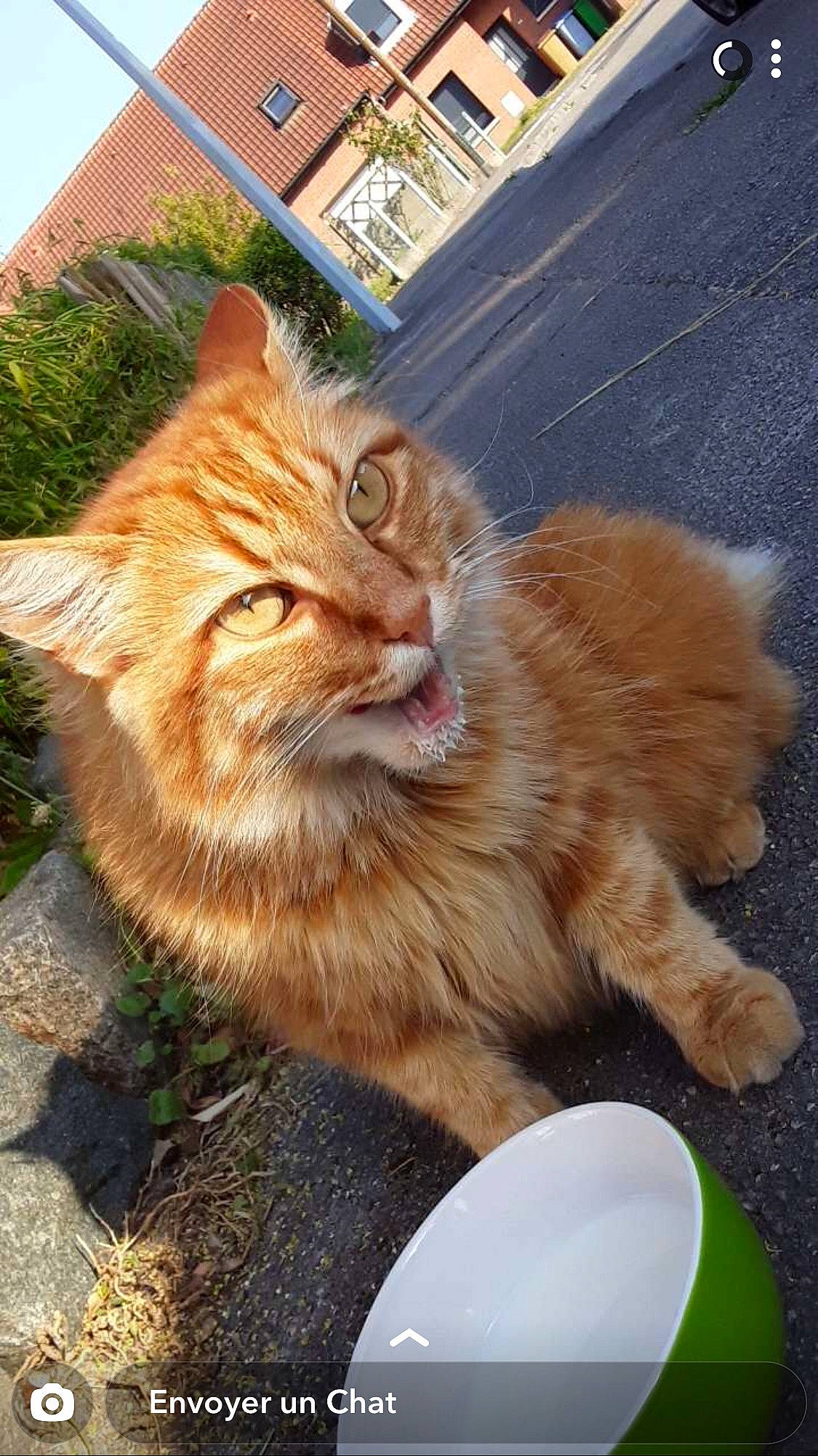 Pitou participe au concours pour gagner de l'argent avec cette photo : building, carnivore, cat, claw, domestic_short_haired_cat, fawn, felidae, fur, grass, paw, plant, road_surface, sitting, small_to_medium_sized_cats, snout, tail, terrestrial_animal, tree, whiskers, window