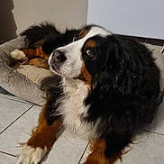 Mystyk a rejoint le concours — aidez-le/la à gagner de superbes lots ! animal, appenzeller, canine, cockerspaniel, collie, couch, dog, door, furniture, hound, indoors, papillon, person, pet, puppy, saintbernard, slate, sleeping, tile, whiteboard
