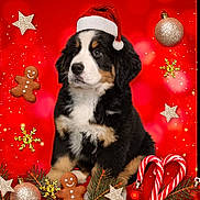 Vayline participe au concours pour gagner de l'argent avec cette photo : accessories, animal, canine, christmas, christmasdecorations, christmastree, cookie, dog, envelope, festival, food, gingerbread, greetingcard, hound, husky, mail, pet, puppy, saintbernard, sweets