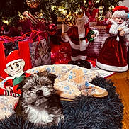 Willow is registered to the contest to win money with this photo: bed, blanket, christmas_tree, cute, decor, dog, elf_doll, festive, floor, furry, gift_bags, green, holiday_decorations, indoors, ornaments, puppy, red, santa_figurine, toy, wooden_floor