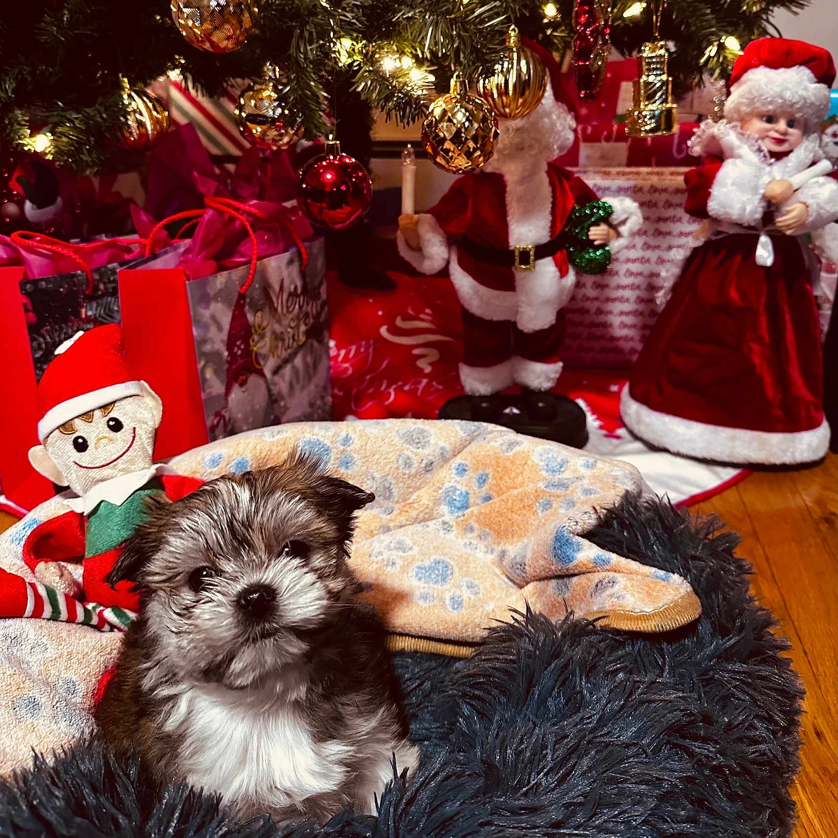 Willow is registered to the contest to win money with this photo: bed, blanket, christmas_tree, cute, decor, dog, elf_doll, festive, floor, furry, gift_bags, green, holiday_decorations, indoors, ornaments, puppy, red, santa_figurine, toy, wooden_floor