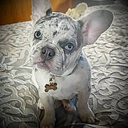 Gracie joined the competition — help win amazing prizes! dog, puppy, french_bulldog, blue_eyes, bedspread, patterned, ear, pet, animal, indoor, collar, tag, cute, small, sitting, portrait, fur, nose, whisker, looking_up