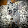 dog, puppy, french_bulldog, blue_eyes, bedspread, patterned, ear, pet, animal, indoor, collar, tag, cute, small, sitting, portrait, fur, nose, whisker, looking_up