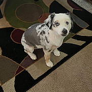 Skye is registered to the contest to win money with this photo: dog, canine, pet, indoor, carpet, rug, animal, sitting, white, gray, black, blue_eyes, fur, cute, domestic_animal, looking_up, floor, home, companion, friendly