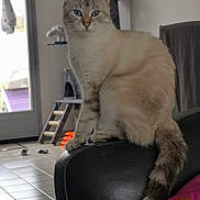Junior a rejoint le concours — aidez-le/la à gagner de superbes lots ! cat, blue_eyes, feline, indoor, pet, sitting, fur, tail, chair, leather, floor, tile, window, door, cat_tree, toy, home, animal, looking, curious