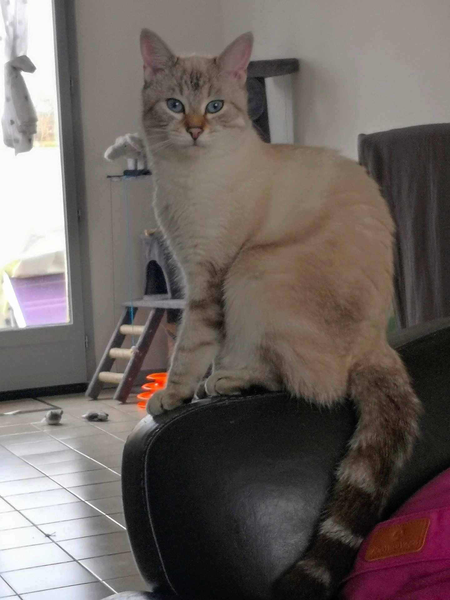 Junior