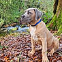 dog, puppy, blue_collar, sitting, autumn_leaves, tree, moss, stream, forest, nature, outdoor, water, rocks, brown_fur, leaf_litter, canine, landscape, peaceful, young_dog, scenic