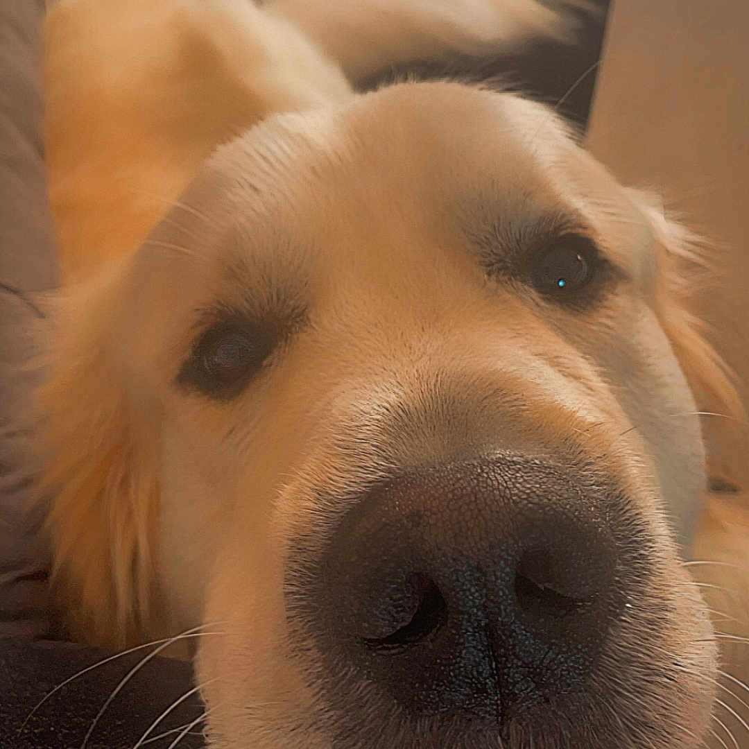 Simba a rejoint le concours — aidez-le/la à gagner de superbes lots ! animal, black_clothing, close_up, companion, cute, dog, eyes, face, floor_tiles, friendly, fur, golden_retriever, human_leg, indoor, nose, pet, portrait, resting, soft_light, whiskers