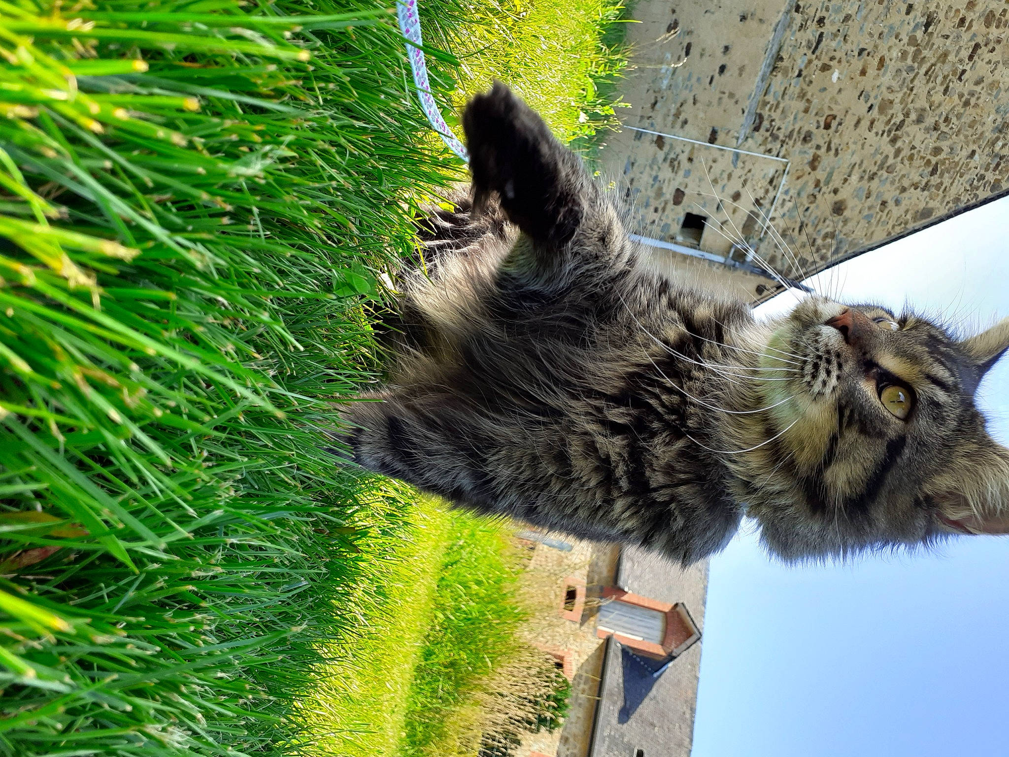 Rocco a rejoint le concours — aidez-le/la à gagner de superbes lots ! carnivore, cat, claw, conifer, dog_breed, domestic_short_haired_cat, evergreen, felidae, fur, grass, groundcover, pine, plant, sky, small_to_medium_sized_cats, tail, terrestrial_animal, terrestrial_plant, tree, whiskers