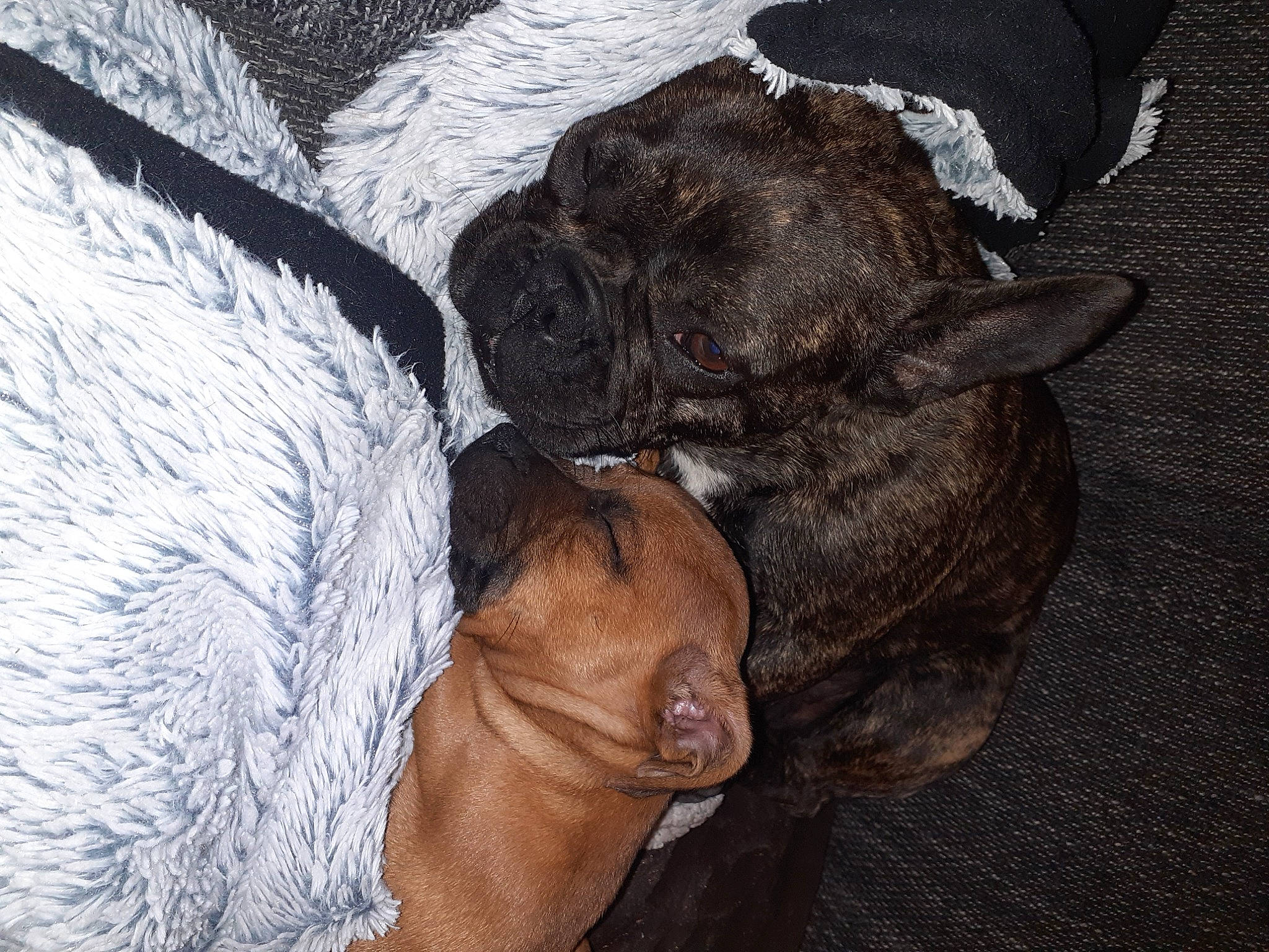 Ruby a rejoint le concours — aidez-le/la à gagner de superbes lots ! brown, canidae, carnivore, comfort, companion_dog, dog, dog_breed, ear, fawn, fur, grey, guard_dog, liver, nap, snout, sporting_group, tail, terrestrial_animal, working_animal, wrinkle